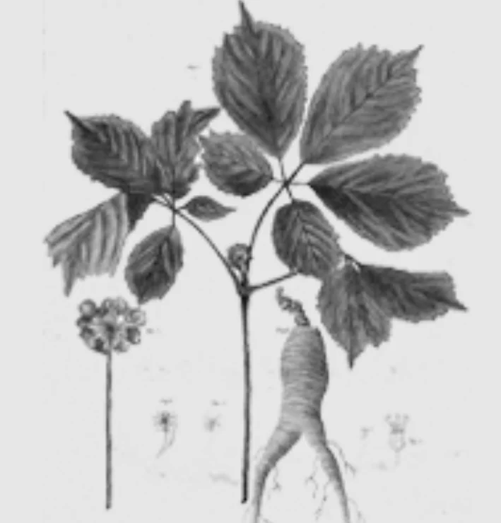 Ginzeng