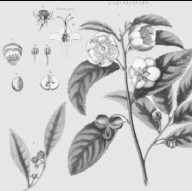 zöld tea