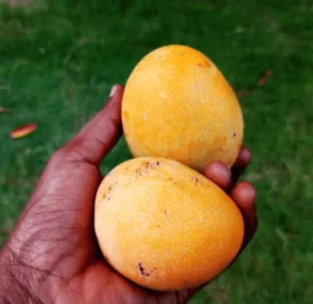 Afrikai mangó