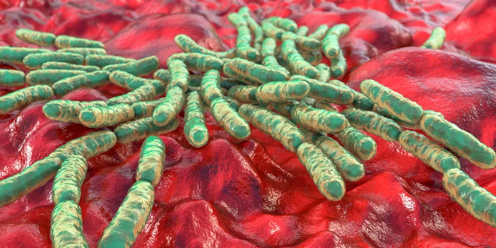 Lactobacillus Acidophilus